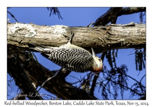 Red-bellied Woodpecker