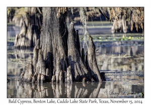 Bald Cypress
