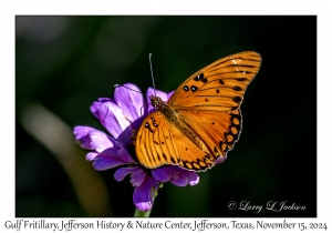 Gulf Fritillary