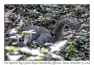Fox Squirrel