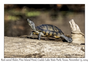 Red-eared Slider