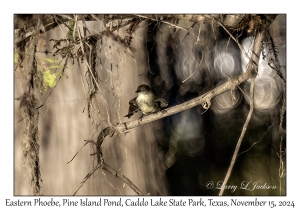 Eastern Phoebe