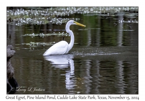 Great Egret