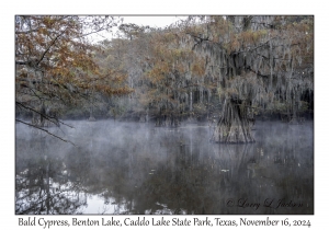 Bald Cypress