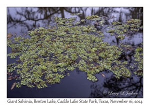 Giant Salvinia