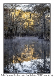 Bald Cypress
