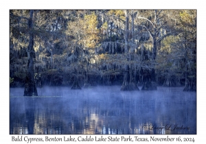 Bald Cypress