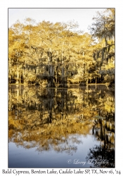 Bald Cypress