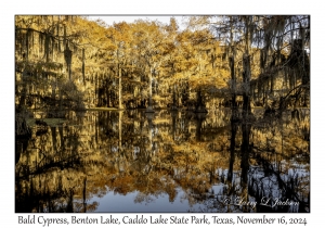 Bald Cypress