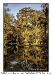 Bald Cypress