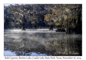 Bald Cypress