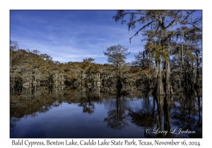 Bald Cypress