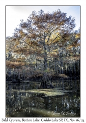 Bald Cypress