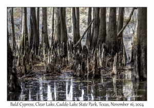 Bald Cypress