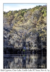 Bald Cypress