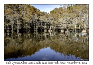 Bald Cypress