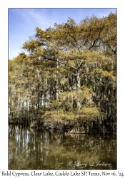 Bald Cypress
