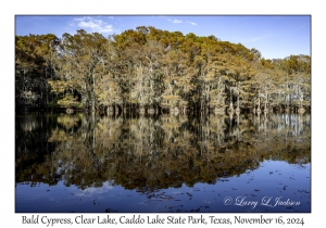 Bald Cypress
