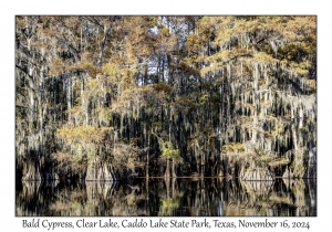 Bald Cypress