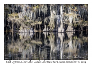 Bald Cypress