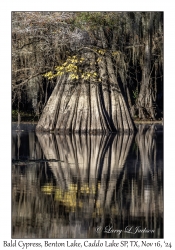 Bald Cypress