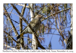 Northern Flicker