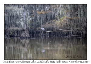 Great Blue Heron