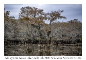 Bald Cypress