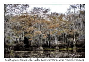 Bald Cypress