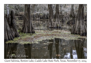 Giant Salvinia