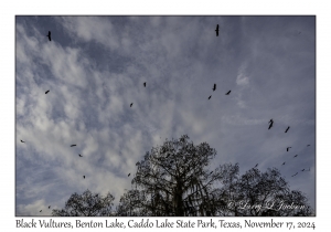 Black Vultures