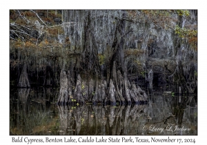 Bald Cypress