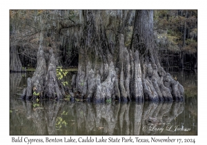 Bald Cypress