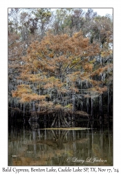 Bald Cypress