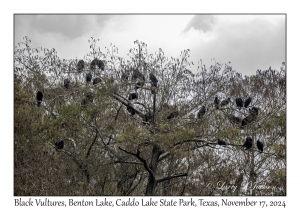 Black Vultures