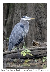 Great Blue Heron