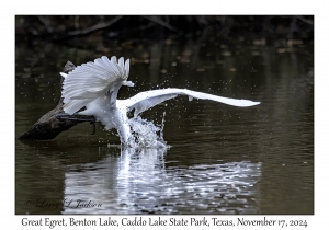 Great Egret