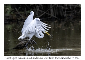 Great Egret