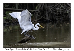 Great Egret