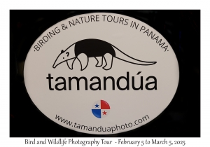 Tamandua Logo