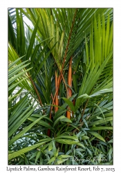Lipstick Palm