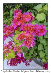 Bougainvillea
