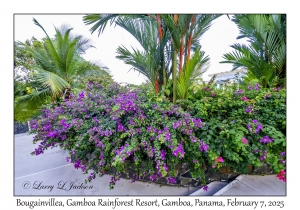 Bougainvillea