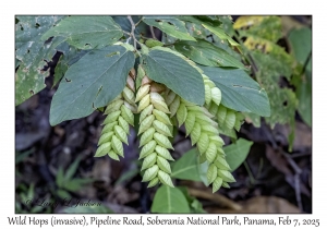 Wild Hops