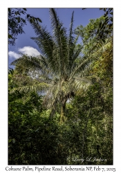 Cohune Palm