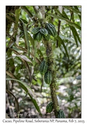 Cacao Pods