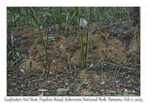 Leafcutter Ant Nest