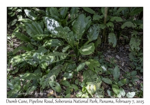 Dumb Cane