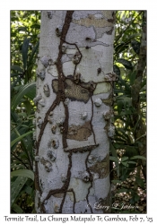 Termite Trail
