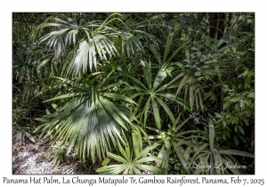 Panama Hat Palm